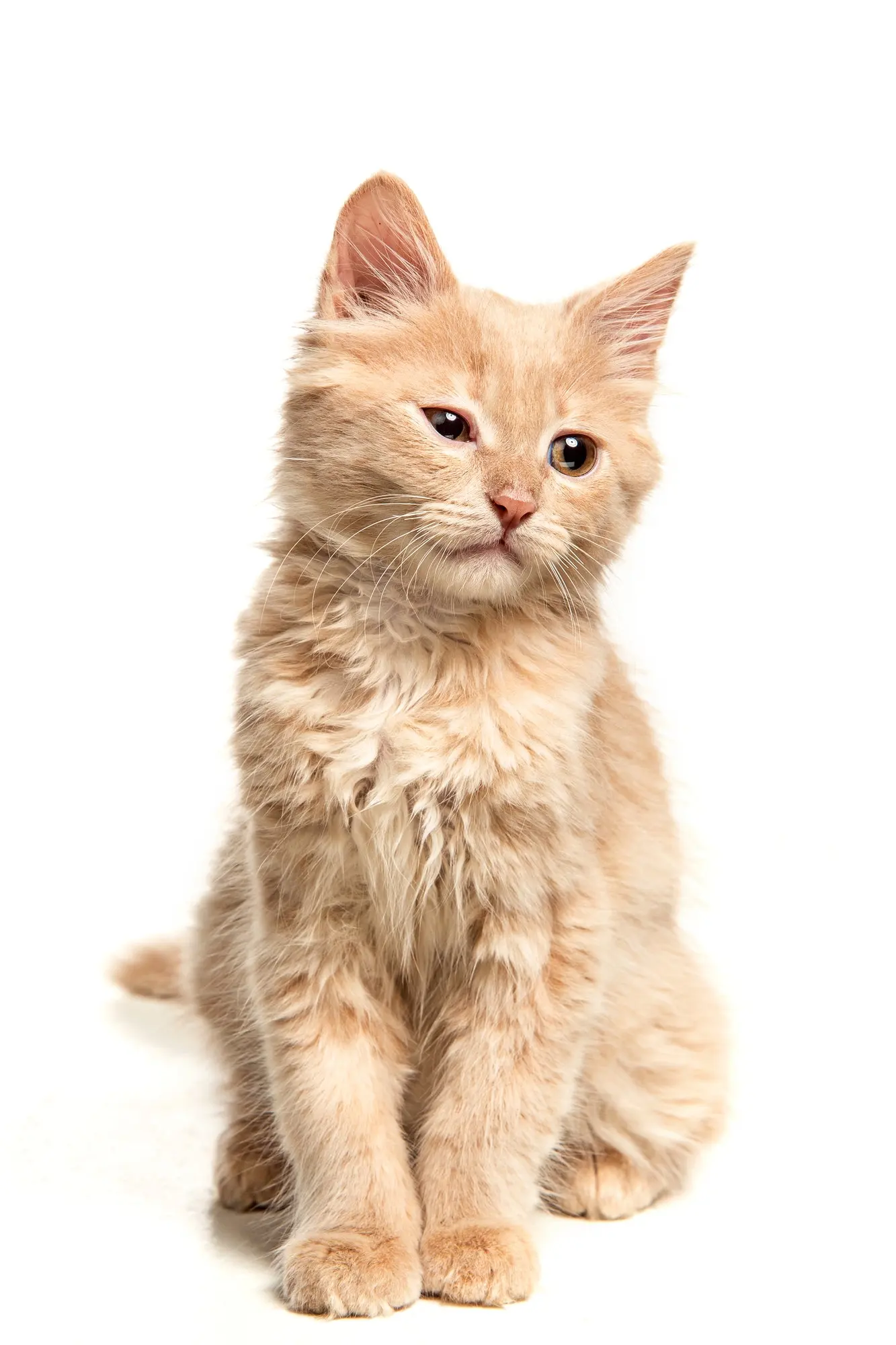 A cat sitting on a white background