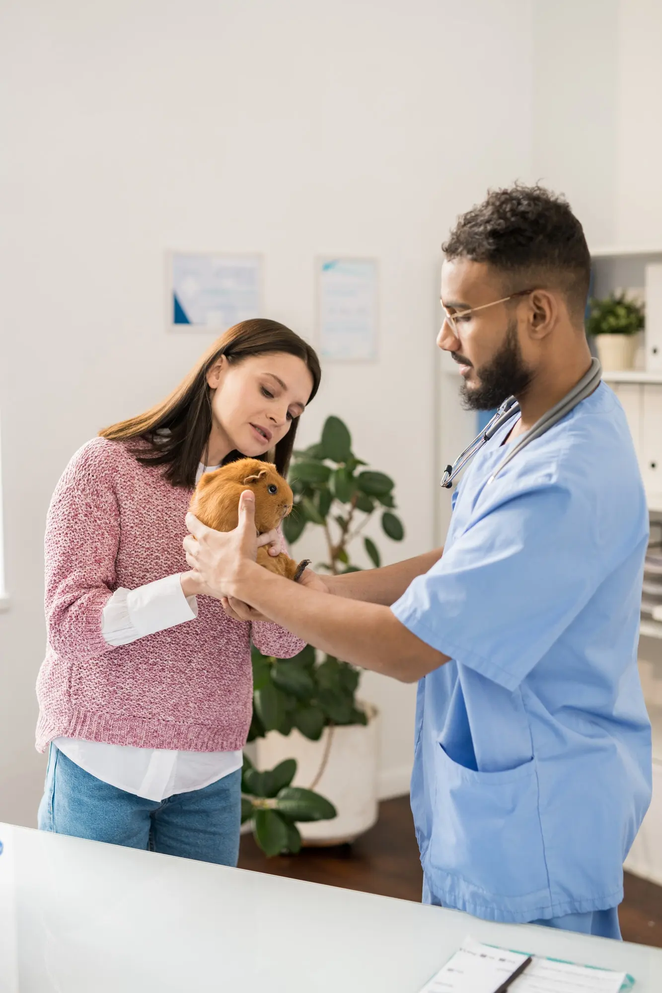 A veterinarian examining a guinea pig
