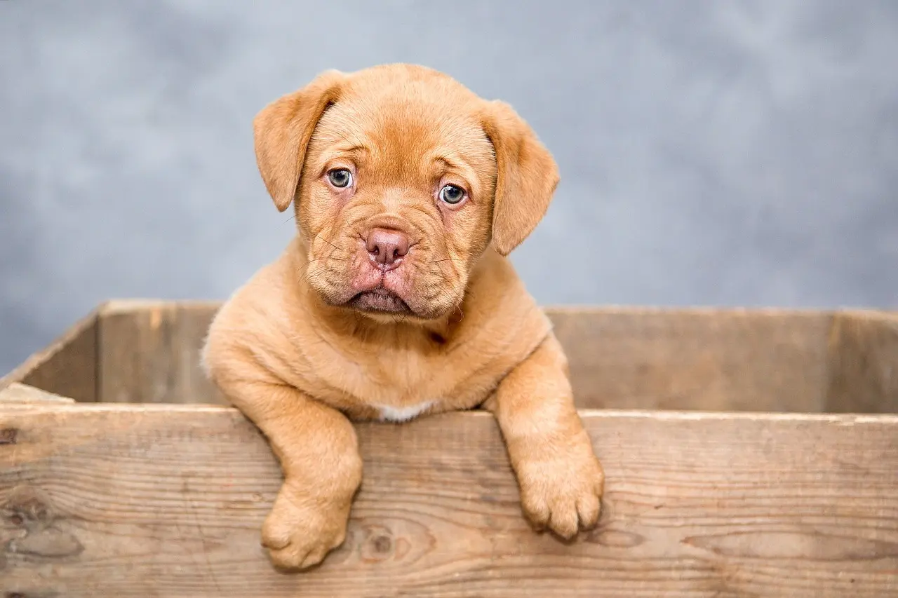 A puppy peeking out of a wooden crate