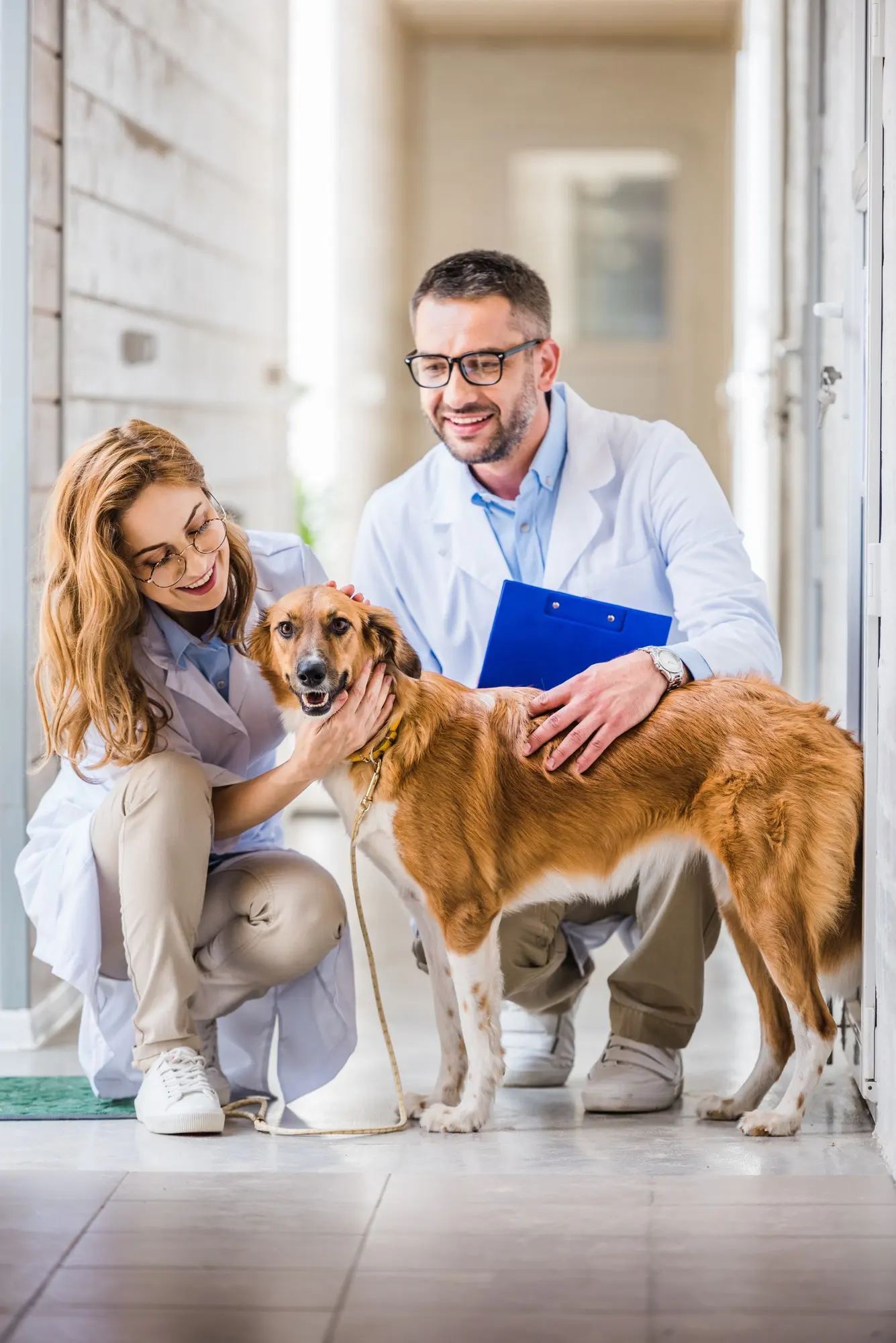 Two veterinarians caring for a dog